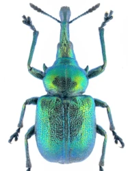 Byctiscus betulae (Linnaeus, 1758)