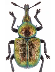 Byctiscus populi (Linnaeus, 1758)