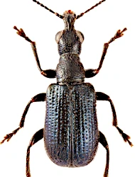 Caenorhinus (Caenorhinus) megacephalus (Germar, 1823)