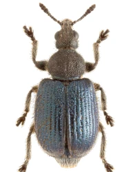 Chonostropheus tristis (Fabricius, 1794)