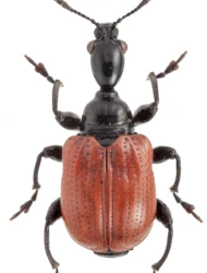 Compsapoderus (Compsapoderus) erythropterus (Gmelin, 1790)