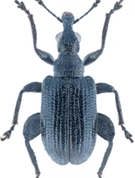 Deporaus (Deporaus) betulae (Linnaeus, 1758)
