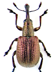 Involvulus (Involvulus) cupreus (Linnaeus, 1758)