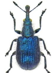 Involvulus (Teretriorhynchites) icosandriae icosandriae (Scopoli, 1763)