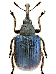 Involvulus (Teretriorhynchites) pubescens (Fabricius, 1775)