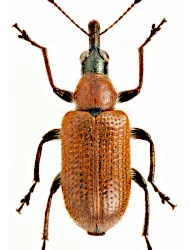 Lasiorhynchites (Stenorhynchites) caeruleocephalus (Schaller, 1783)