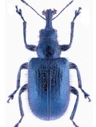 Lasiorhynchites (Lasiorhynchites) cavifrons (Gyllenhal, 1833)