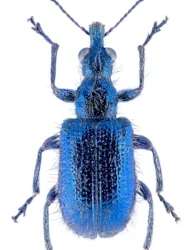 Lasiorhynchites (Nelasiorhynchites) comatus (Gyllenhal, 1833)