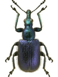 Lasiorhynchites (Coccygorrhynchites) sericeus (Herbst, 1797)