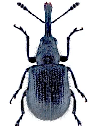 Mecorhis (Pseudomechoris) aethiops (Bach, 1854)