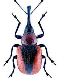 Mecorhis (Mecorhis) ungarica (Herbst, 1783)