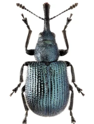 Neocoenorrhinus (Neocoenorrhinus) germanicus (Herbst, 1797)