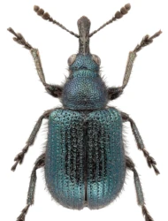 Neocoenorrhinus (Neocoenorhinidius) interpunctatus (Stephens, 1831)