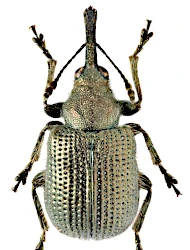 Neocoenorrhinus (Schoenitemnus) minutus (Herbst, 1797)