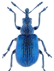 Neocoenorrhinus (Neocoenorhinidius) pauxillus (Germar, 1823)
