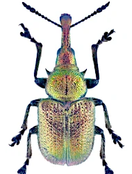 Rhynchites (Epirhynchites) auratus (Scopoli, 1763)