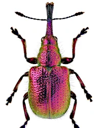 Rhynchites (Rhynchites) bacchus (Linnaeus, 1758)