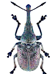 Rhynchites (Epirhynchites) giganteus (Schoenherr, 1832)