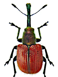 Tatianaerhynchites aequatus (Linnaeus, 1767)