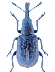 Temnocerus coeruleus (Fabricius, 1798)