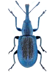 Temnocerus longiceps (C.G. Thomson, 1888)