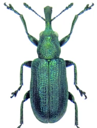 Temnocerus nanus (Paykull, 1792)