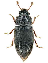 Biphyllus frater (Aubé, 1850), 2,3 - 2,8 mm