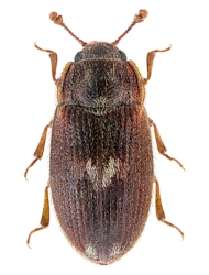 Biphyllus lunatus (Fabricius, 1787), 3 - 3,3 mm