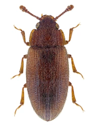 Diplocoelus fagi (Chevrolat, 1837), 2,8 - 3,3 mm
