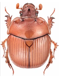 Bolbelasmus (Bolbelasmus) unicornis Schrank, 1789