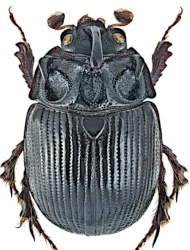 Odonteus armiger (Scopoli, 1772)