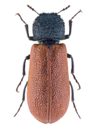 Bostrichus capucinus (Linnaeus, 1758)