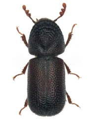 Dinoderus (Dinoderus) bifoveolatus (Wollaston, 1858)