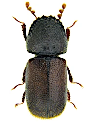 Dinoderus (Dinoderus) minutus (Fabricius, 1775)