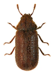 Endecatomus reticulatus (Herbst, 1793)