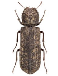 Lichenophanes varius (Illiger, 1801)