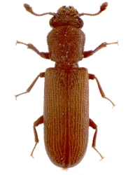Lyctus brunneus (Stephens, 1830)