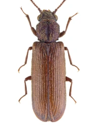 Lyctus linearis (Goeze, 1777)