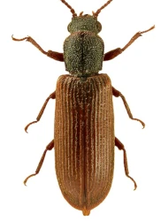 Lyctus pubescens (Panzer, 1792)