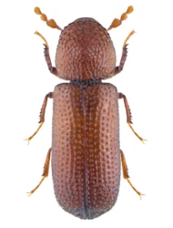 Rhyzopertha dominica (Fabricius, 1792)