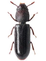 Stephanopachys linearis (Kugelann, 1792)