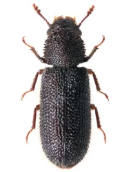 Stephanopachys substriatus (Paykull, 1800)