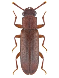 Trogoxylon impressum (Comolli, 1837)