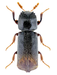 Xylopertha retusa (A. G. Olivier, 1790)