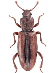 Bothrideres bipunctatus (Gmelin, 1790), 3 - 5 mm