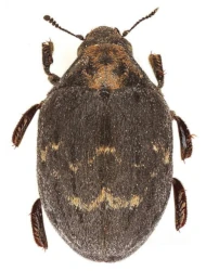 Byrrhus (Byrrhus) arietinus arietinus (Steffahny, 1842)