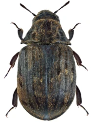Byrrhus (Byrrhus) fasciatus (Forster, 1771)