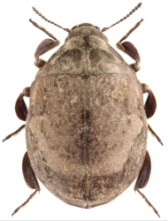 Byrrhus (Seminolus) gigas (Fabricius, 1787)