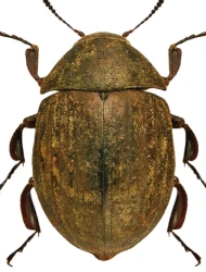 Byrrhus (Pseudobyrrhus) glabratus (Heer, 1841)