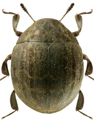 Byrrhus (Pseudobyrrhus) luniger (Germar, 1817)